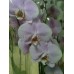 Орхидея Королевская бело-розовая